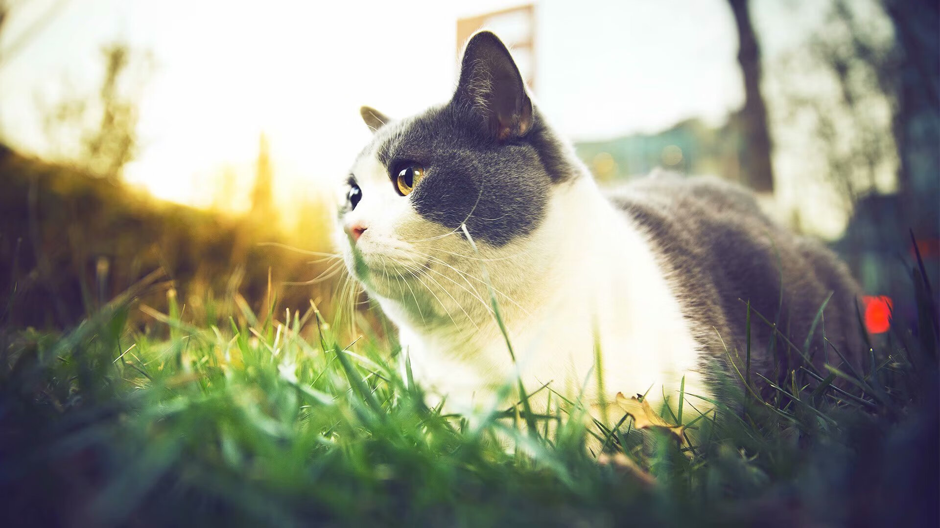 NBA启动“无烟主场”计划，推动健康观赛环境