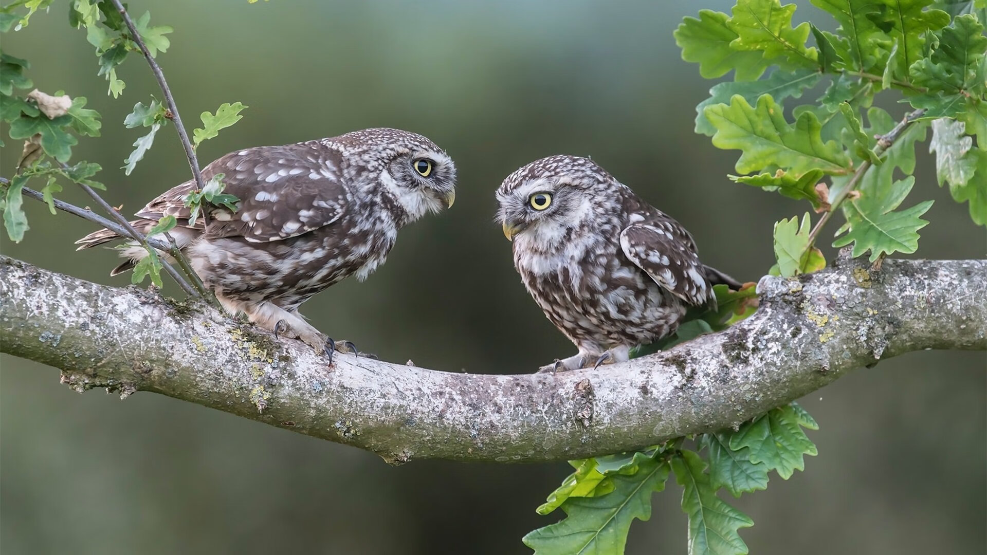 “校园足球奖学金激励机制正式建立,助力少年成长”,校园足球赛奖状