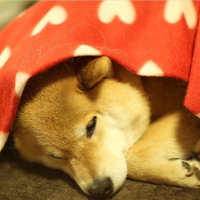 足球产业融合发展大会成功举办,展望未来,足球产业化