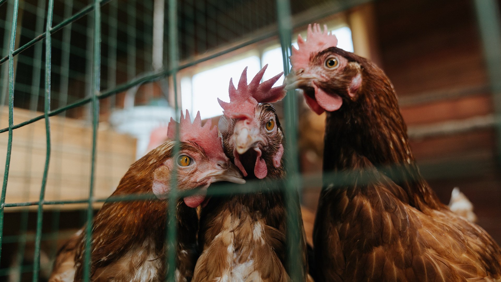 克罗地亚反曲弓选手在2024年欧洲射箭锦标赛中表现出色,克罗地亚射箭美女