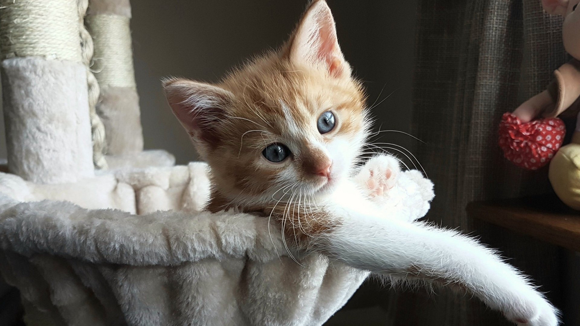 斯图加特取得关键胜利,逐渐走出低谷,斯图加特(等)