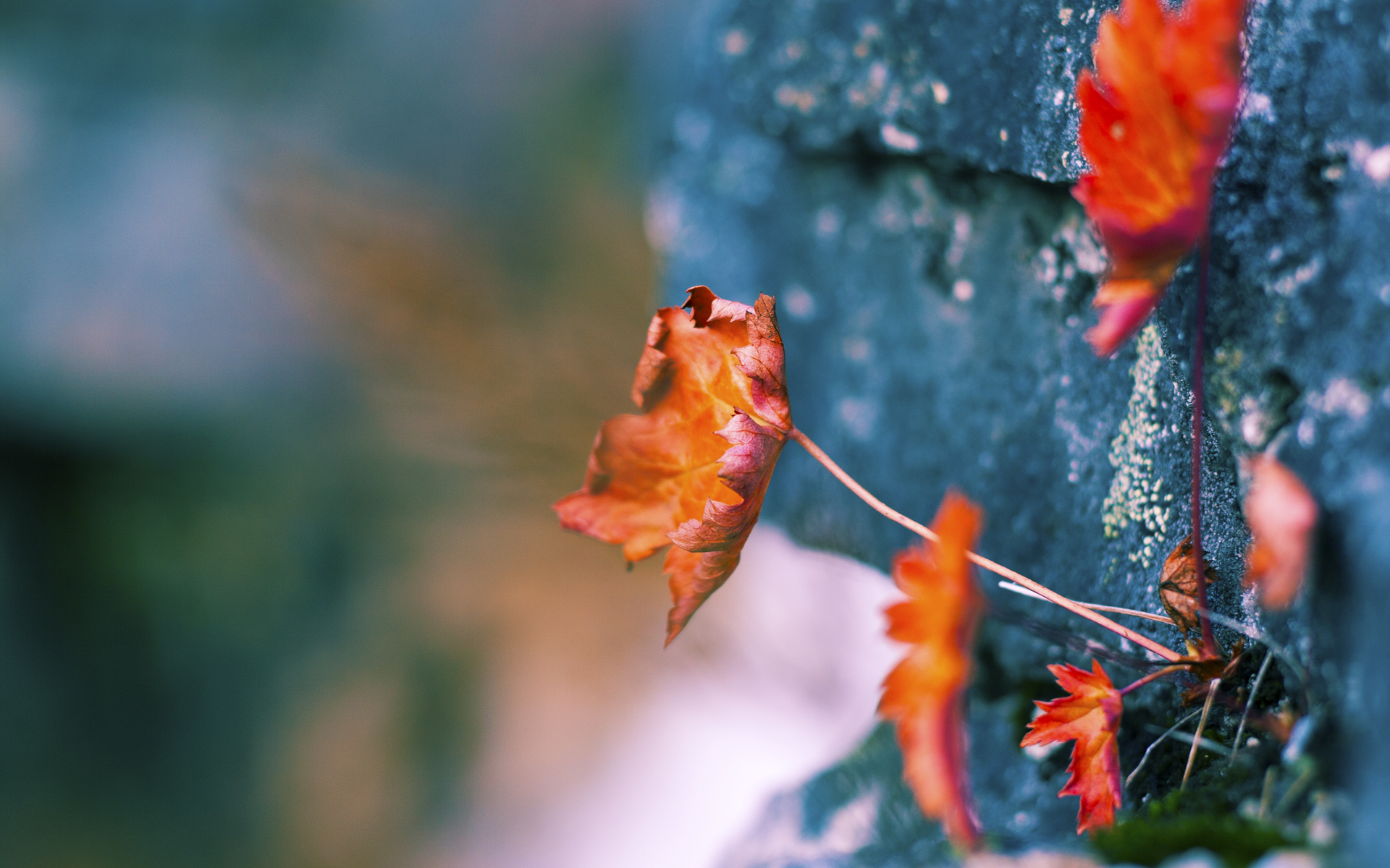 查尔顿是否能打破升级无望的尴尬周期,查尔顿融合