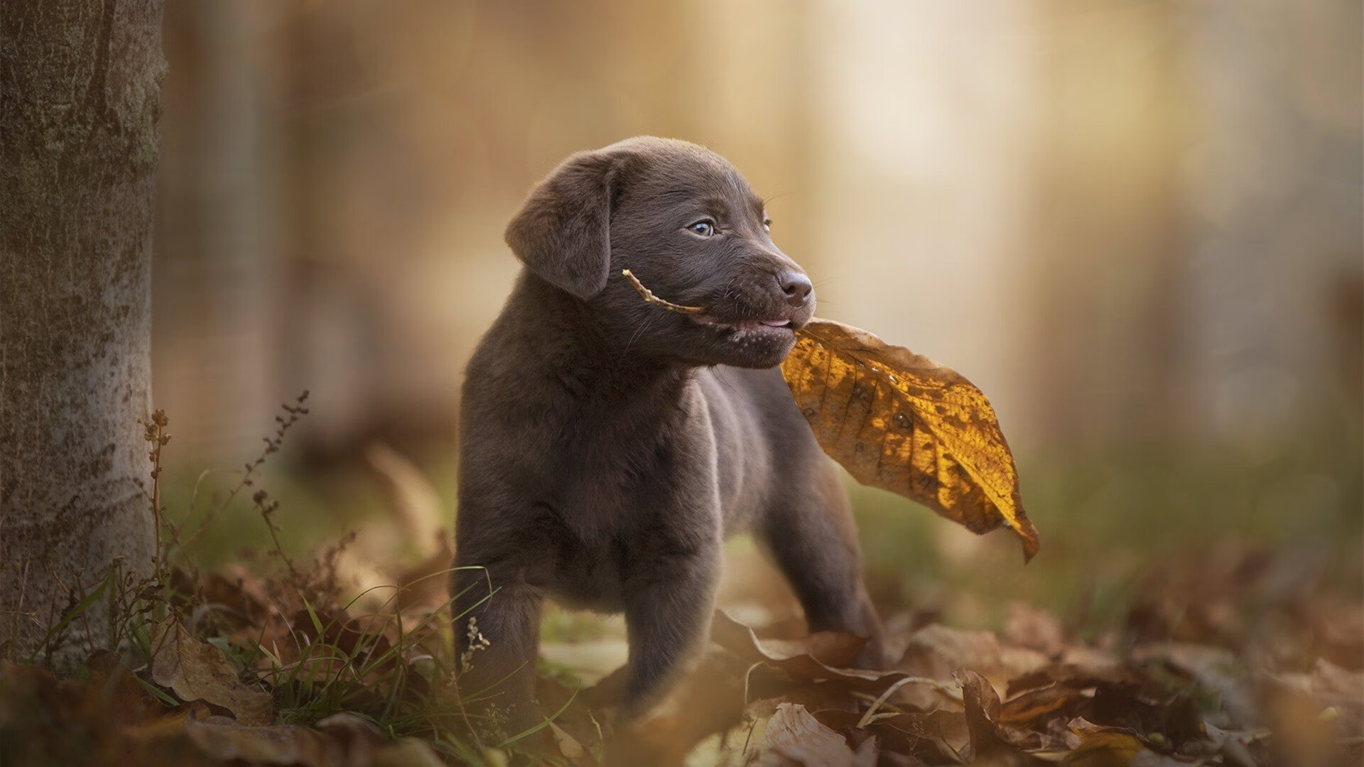 柬埔寨骑手Chantola Kiri在“Princess’s Cup Thailand 2024”中获得FEI SEA Cup亚军,为国家争光。