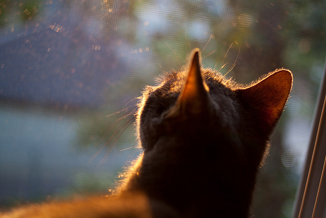 江苏苏宁失利原因分析，需加强战术调整，苏宁怎么了2021