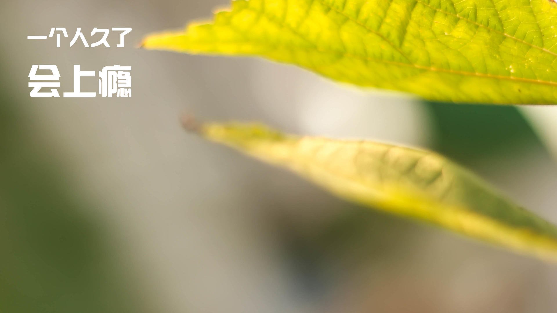 阿尔及利亚球队晋级非洲杯，锋线火力强劲，阿尔及利亚 非洲杯