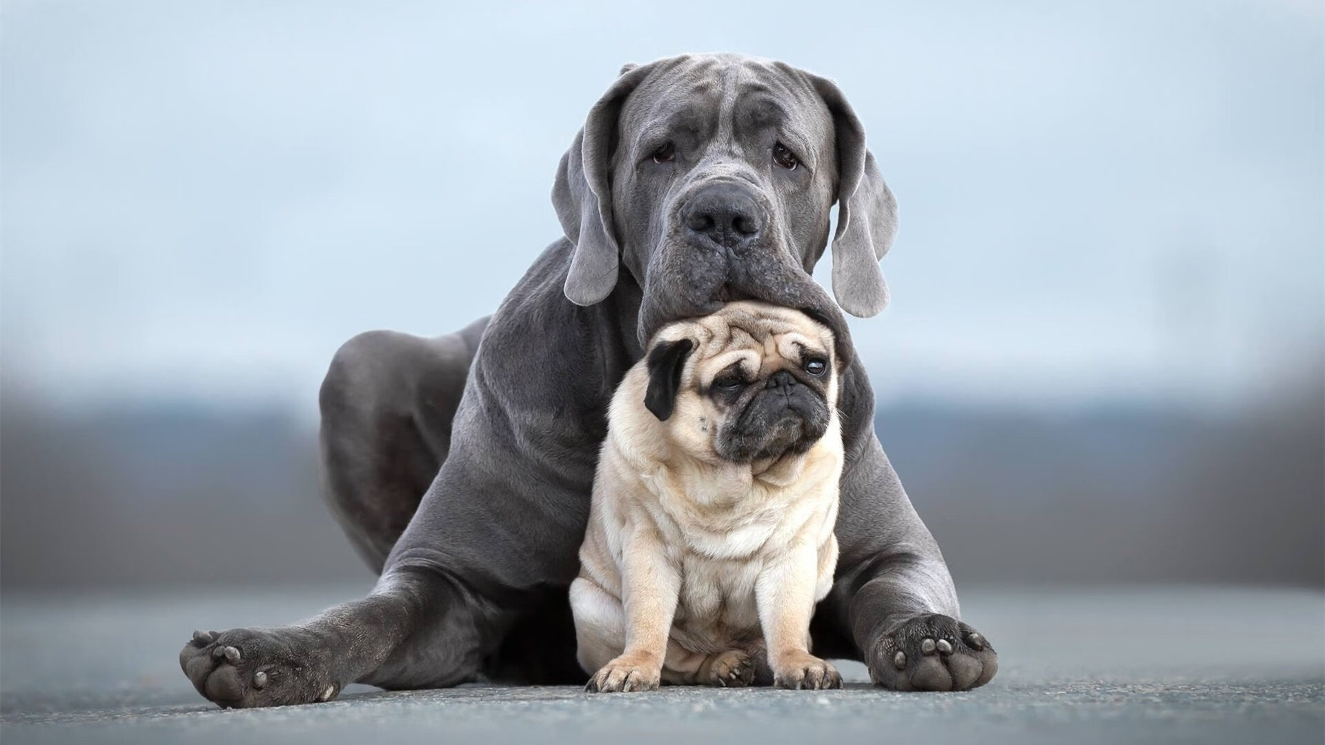 韩国电影再度问鼎国际影展，韩国电影再度问鼎国际影展在线观看