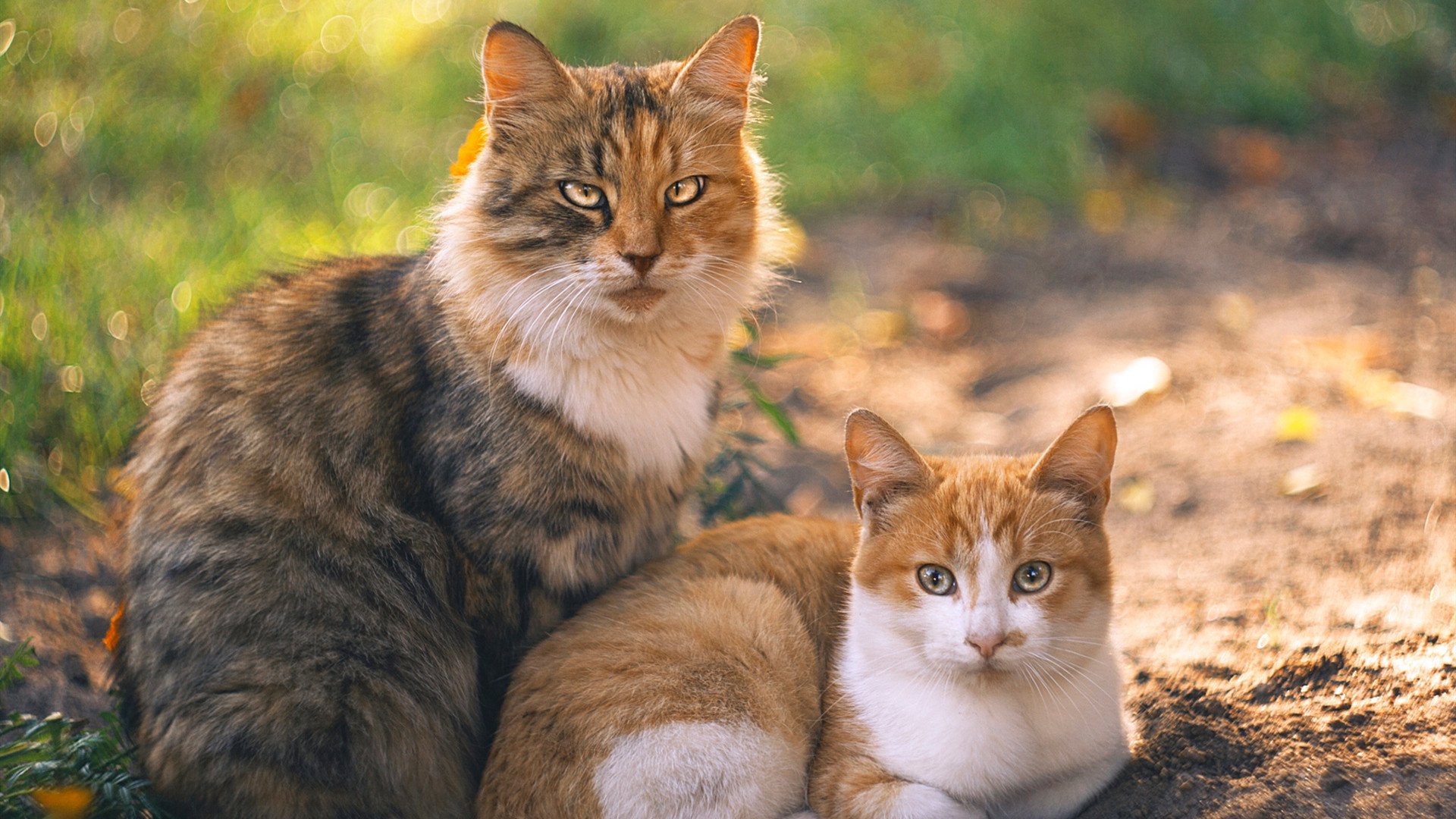 NBA赛季抢断效率提升策略,nba抢断数据
