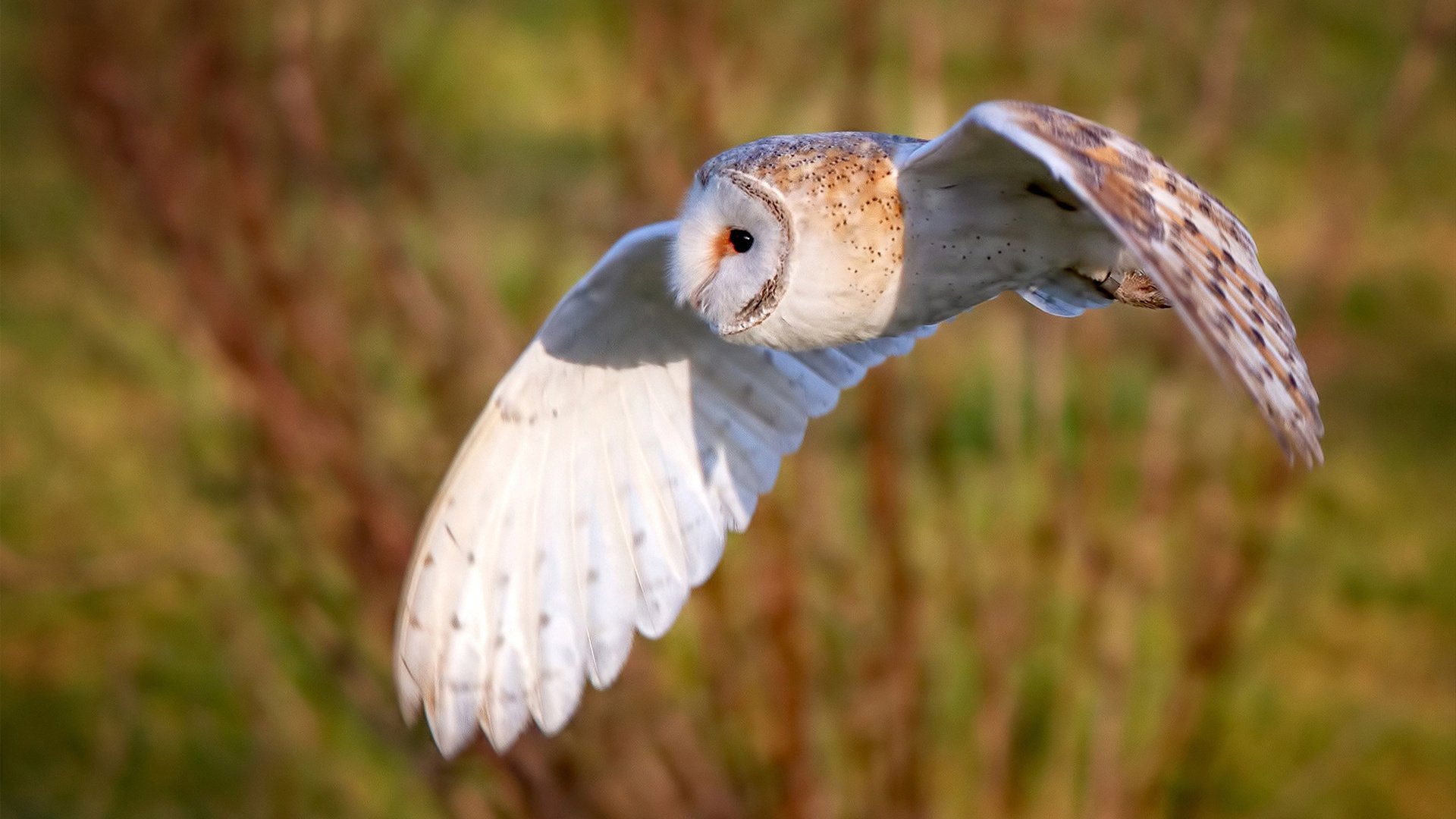 世界青年花样滑冰锦标赛中国选手再夺佳绩，世界青少年花样滑冰锦标赛冠军