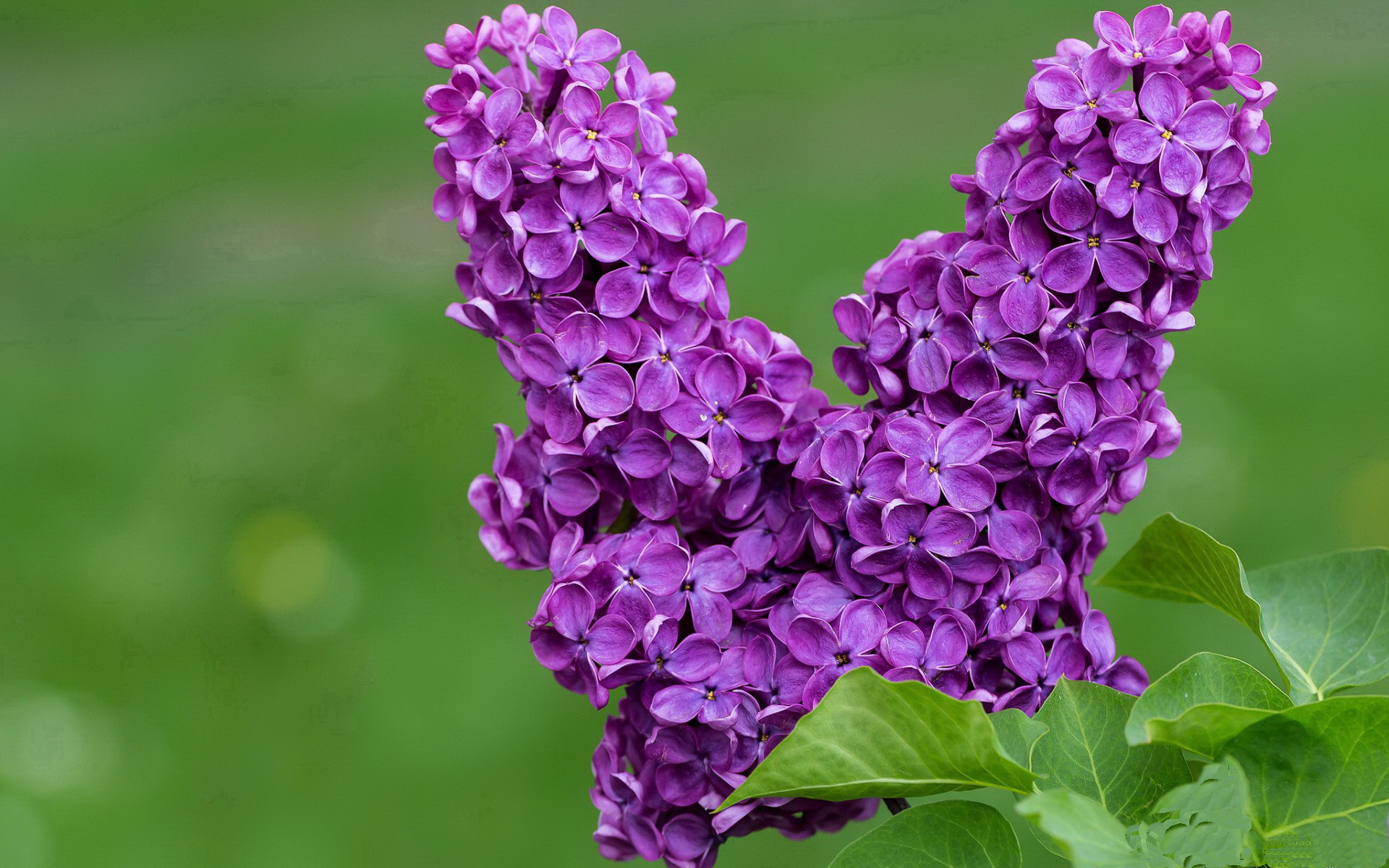 中国篮球教练员职业发展规划及继续教育研究，中国篮球教练员职业发展规划及继续教育研究论文