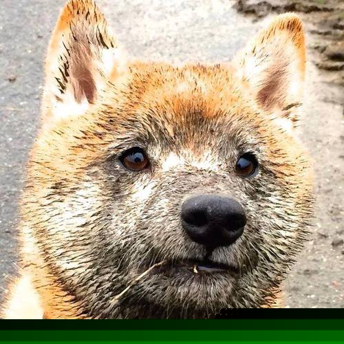 中国篮球教练员职业发展规划,中国篮球教练员职业发展规划是什么