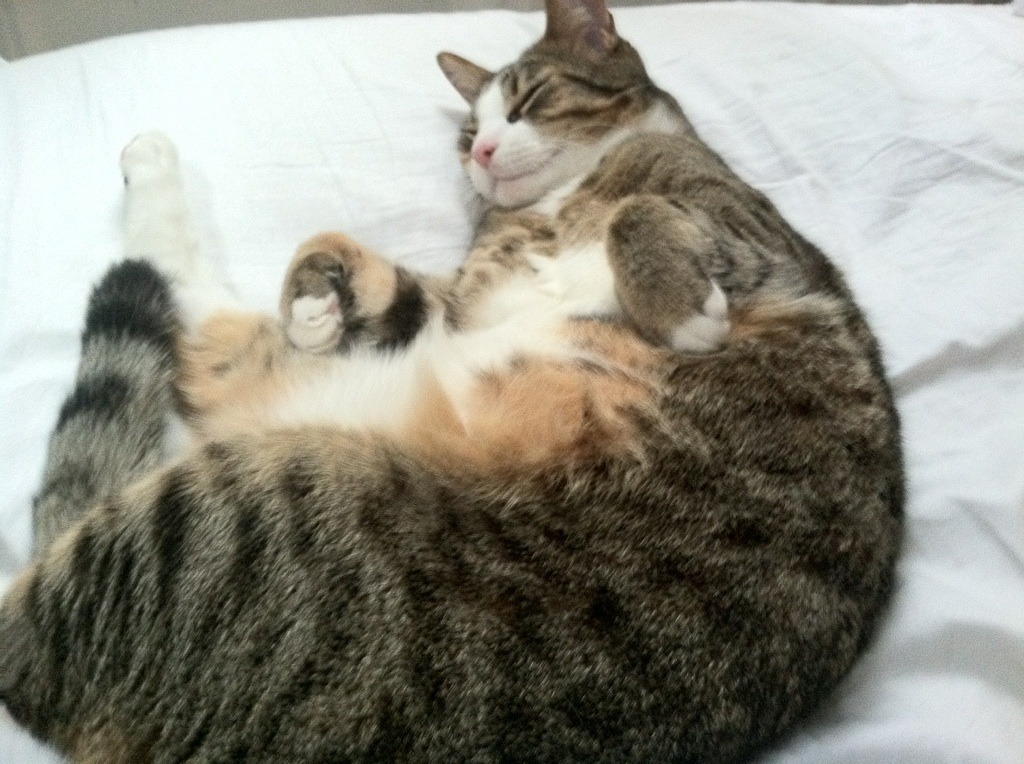 中国篮球青少年篮球推广活动效果评价与改进策略,篮球推广方案