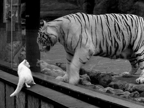 中国篮球青少年篮球推广活动效果评价与改进策略,篮球推广方案