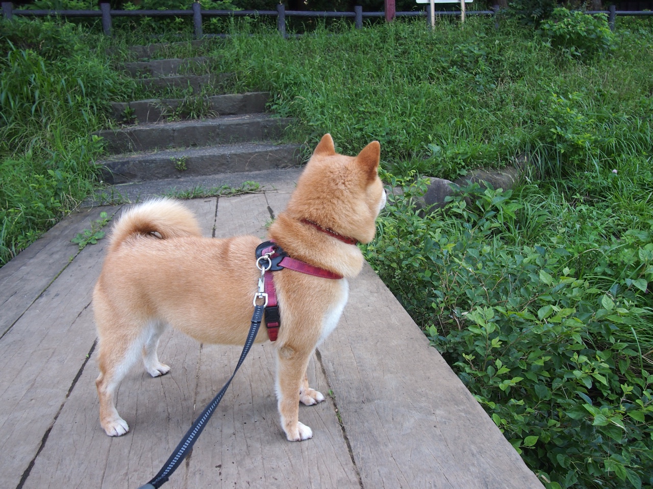 球场生态环保:绿色基地的实践探索,球场环境