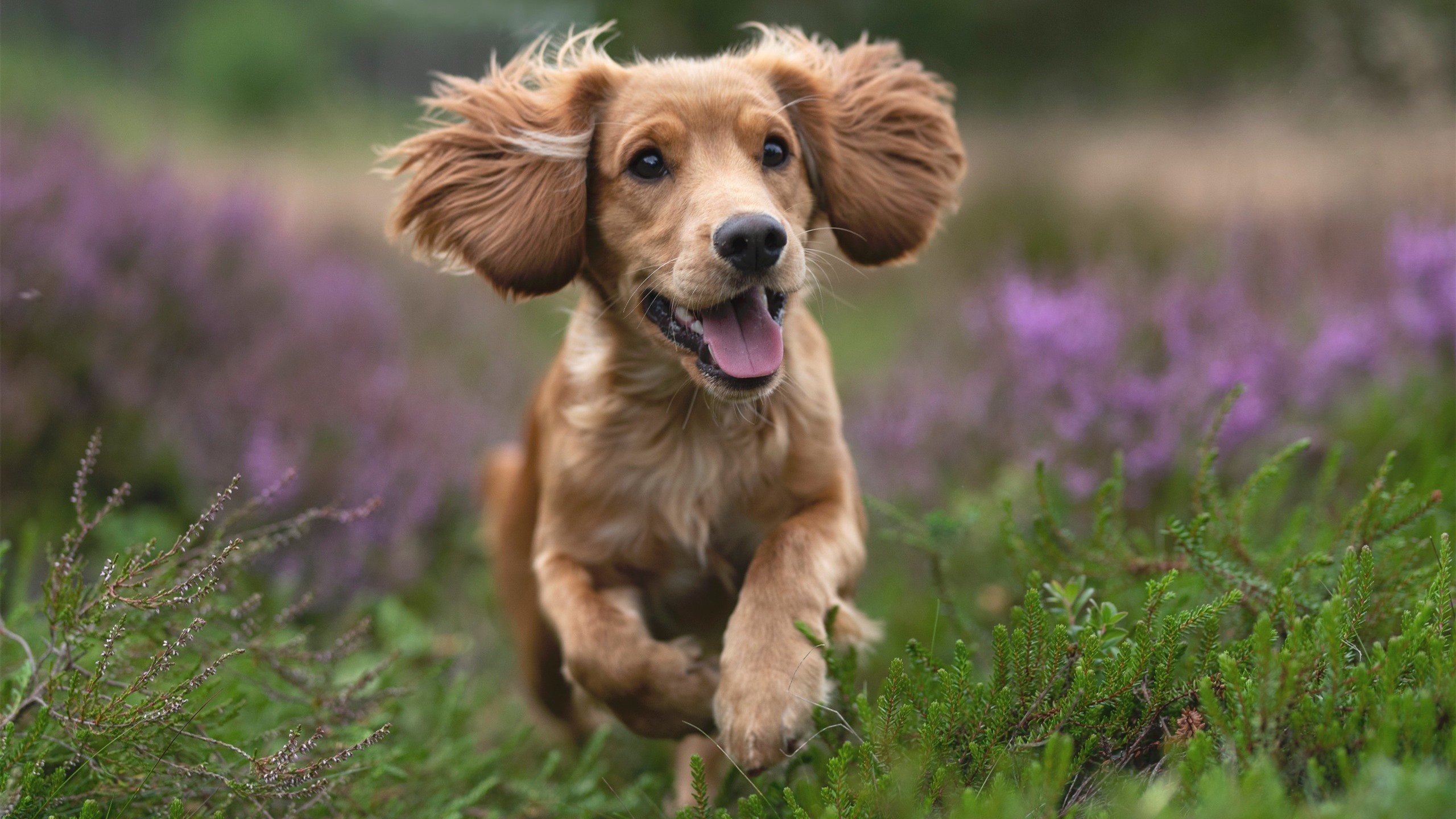 中澳接力对决全程紧咬 成为焦点,中澳对立