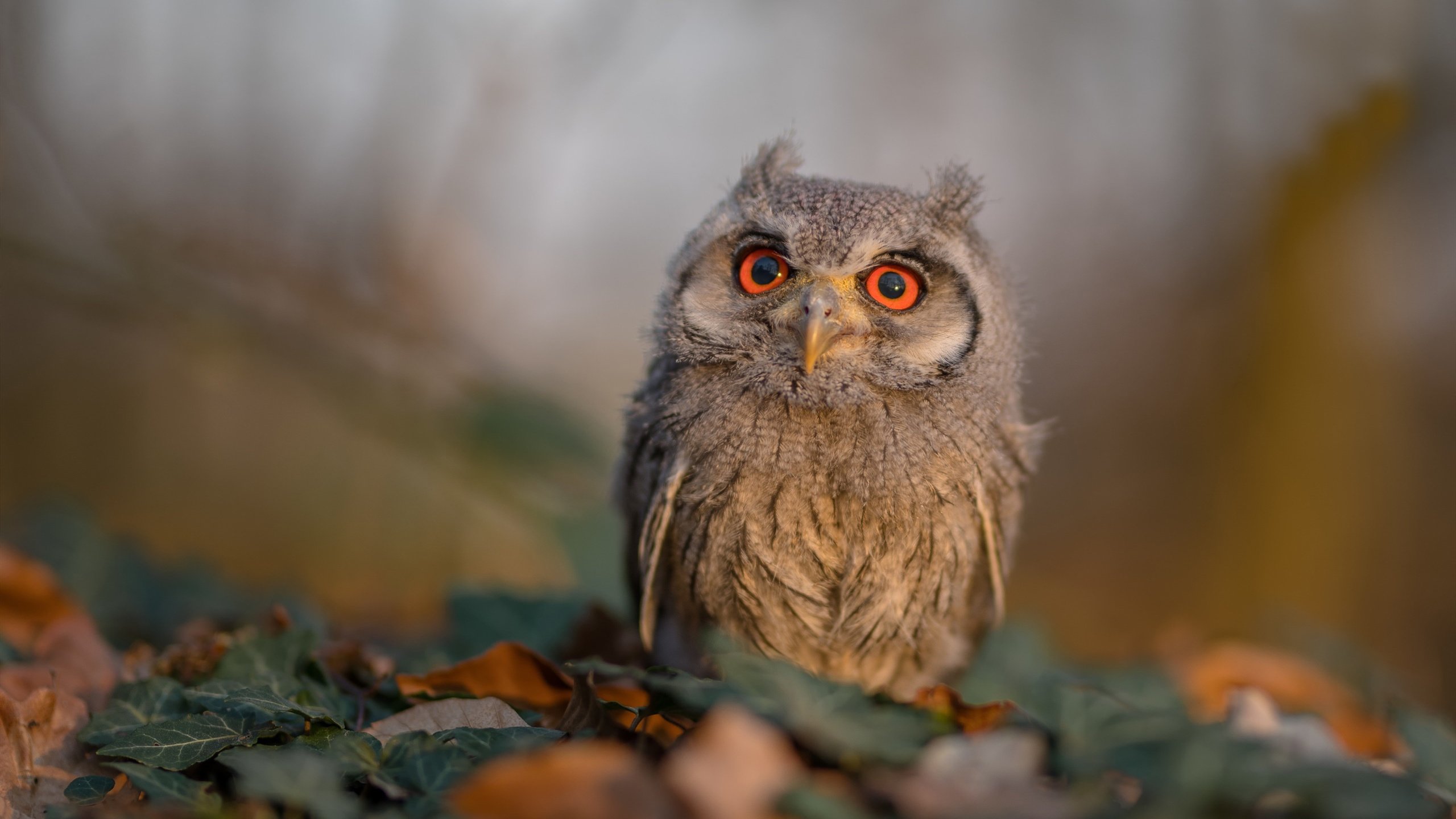 埃及队在2024年世界杯赛场上展现出色表现,埃及2022世界杯