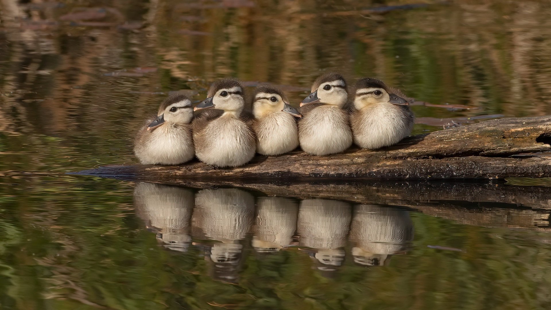 深圳领航队通过系统训练提升整体竞技状态,深圳领航员青年队
