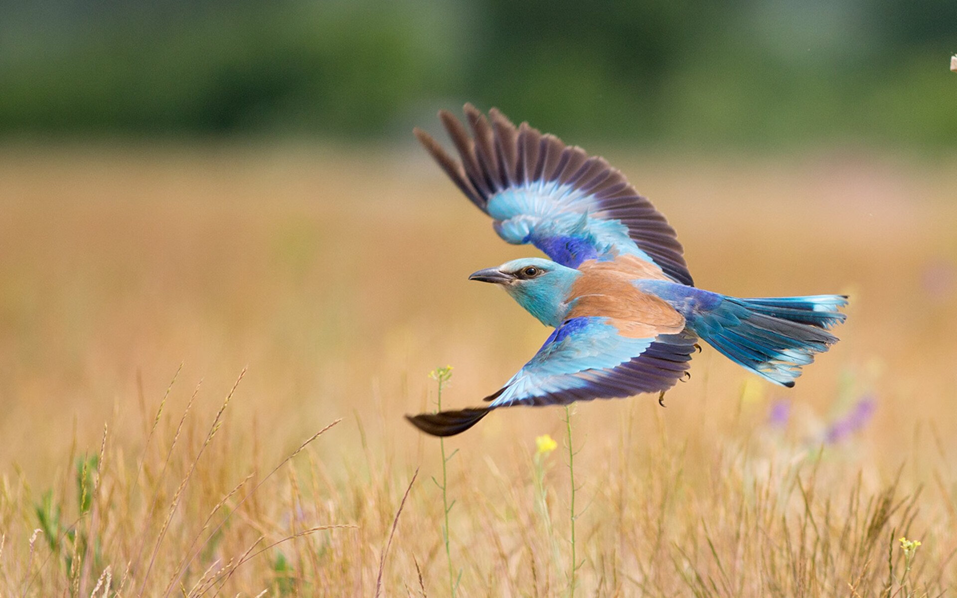 巴雷特：背后稳如磐石，带领全黑队在关键时刻发挥巨大战术影响
