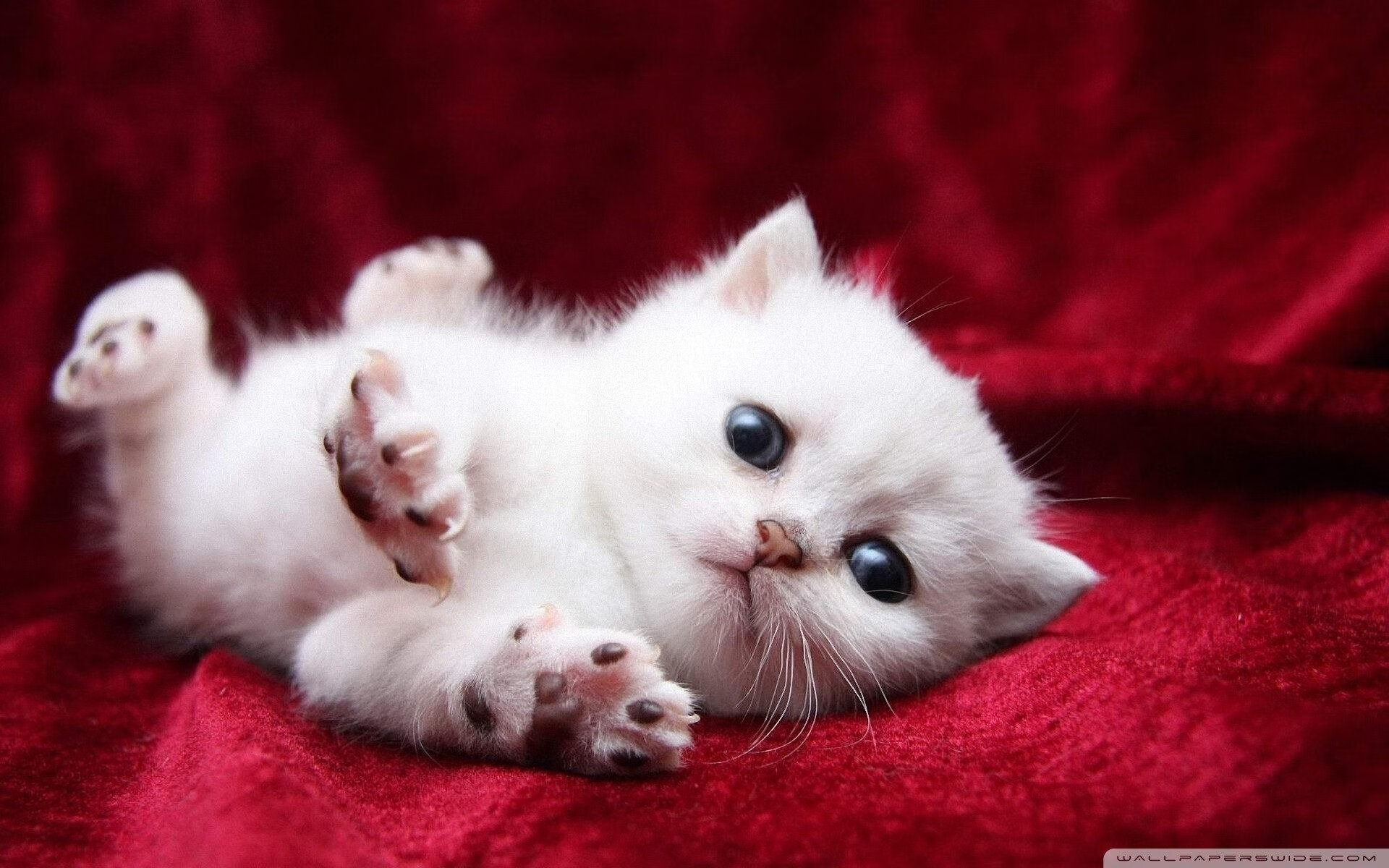 斯洛文尼亚女篮在欧洲锦标赛中取得突破,环环相扣