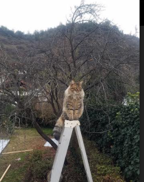 李娜携女儿亮相温网场边,李娜女儿叫什么名字