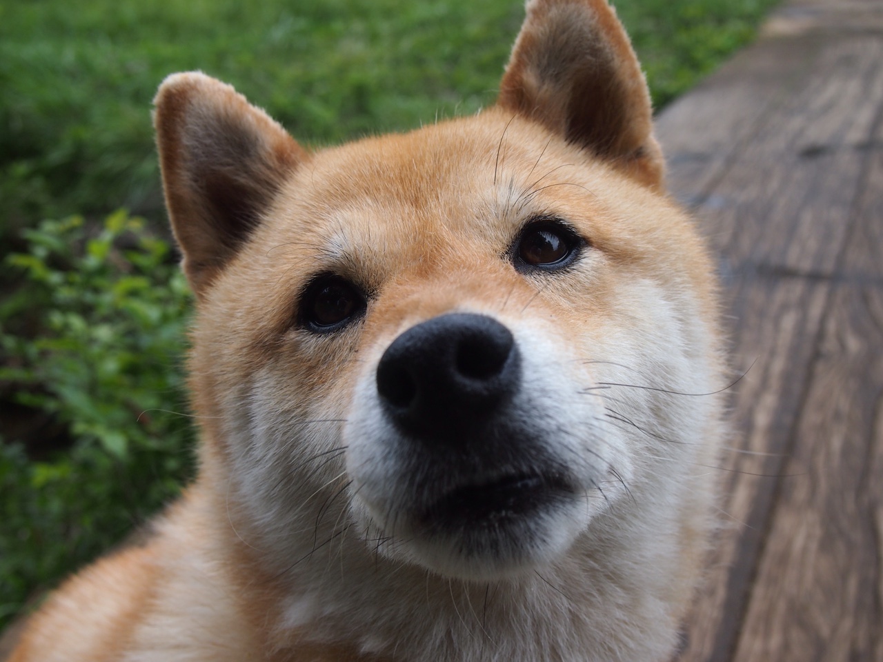 澳大利亚橄榄球的复兴计划，如何走向国际舞台巅峰？，澳大利亚橄榄球比赛规则