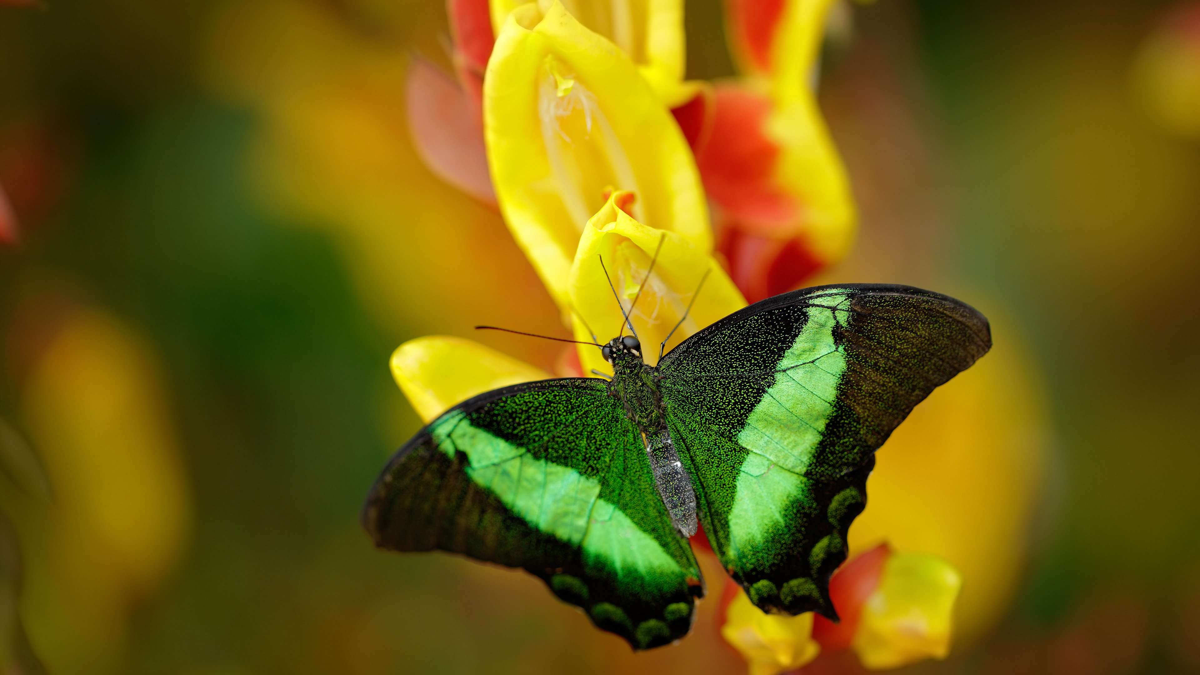英超巅峰之战:场场精彩,高潮不断!,英超经典比赛