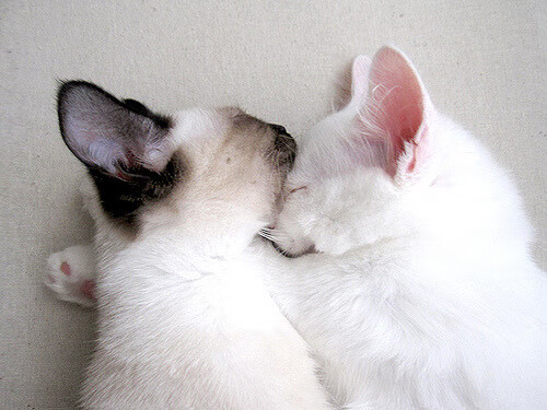 西甲飞跃精彩：每一次突破都令人振奋！